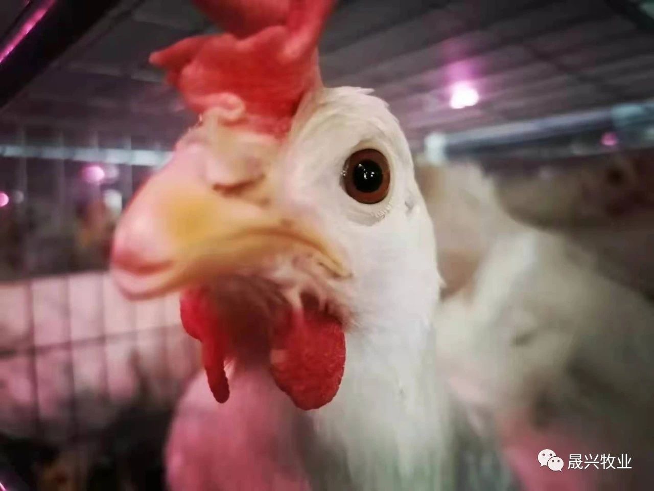 智能化养鸡装备