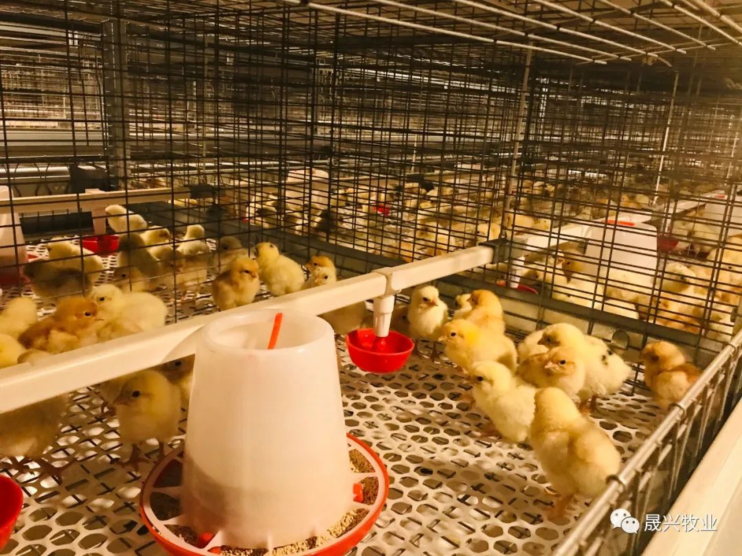 智能化养鸡装备