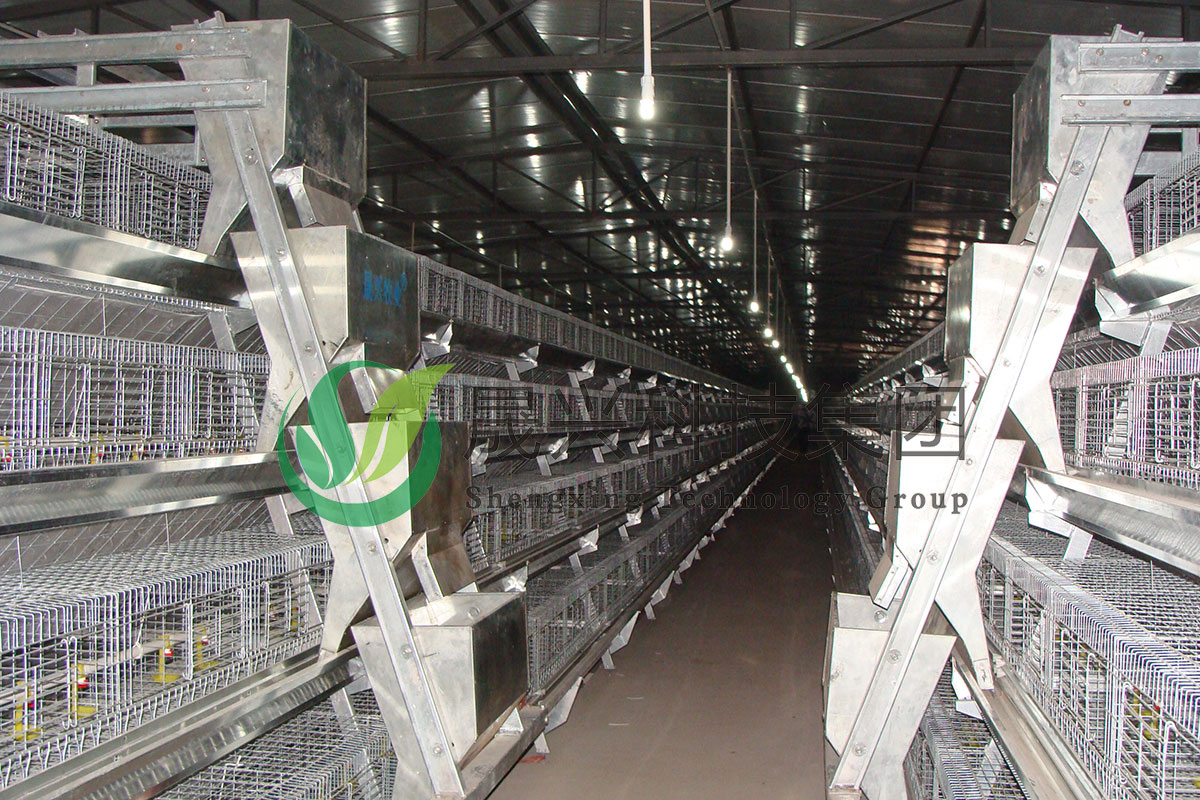 青年鸡养殖装备