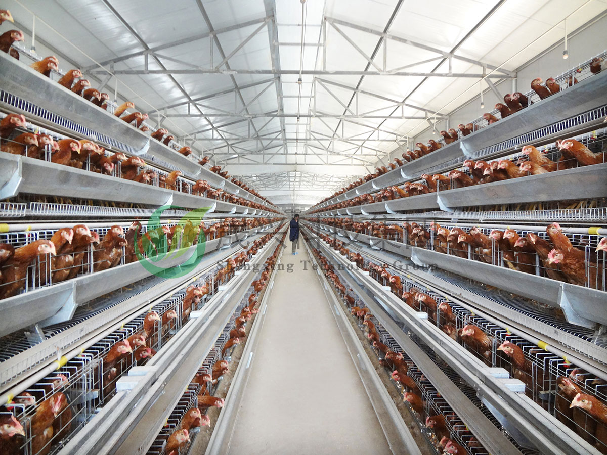 蛋鸡养殖装备