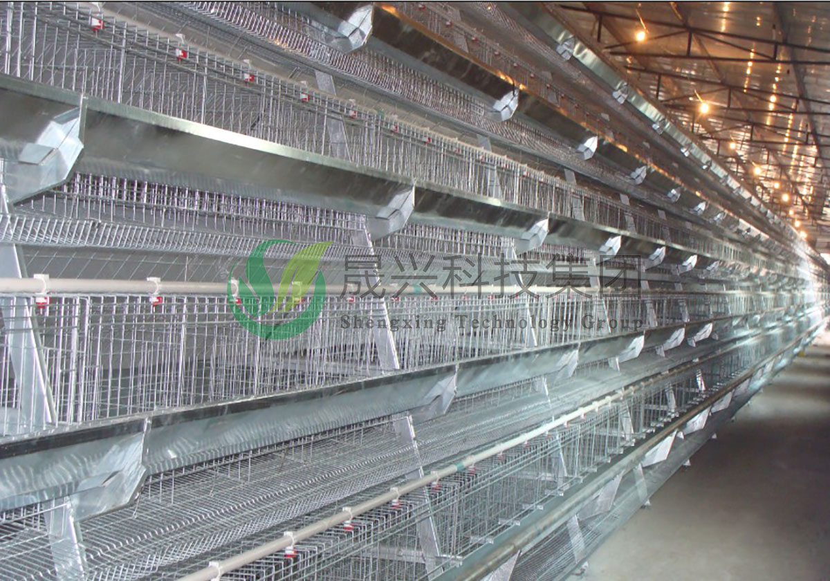 蛋鸡养殖装备